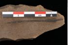 Foto (Detailansicht) von Pinus centrotos Unger (NHMW-GEO-2024-0188-0243)